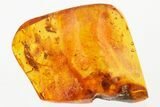 Detailed Fossil Planthopper (Fulgoroidea) w/ Long Proboscis In Amber #335553-2